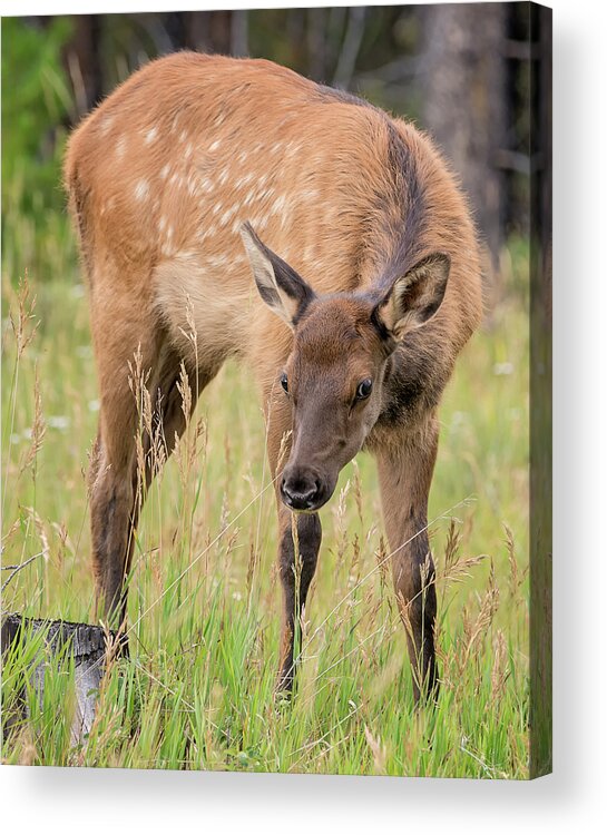 Loree Johnson Photography Acrylic Print featuring the photograph Baby Elk by Loree Johnson