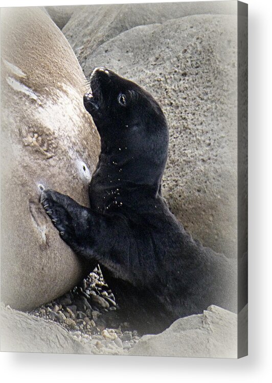 Seal Acrylic Print featuring the photograph Baby Monk Seal by Lori Seaman