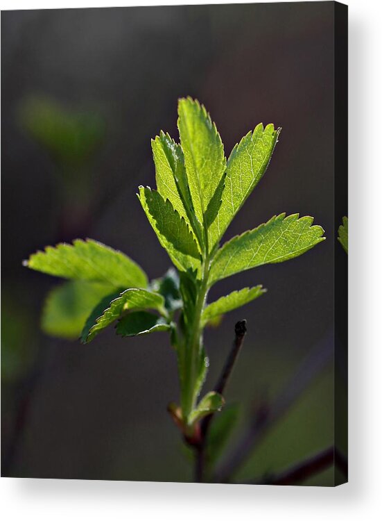 Leaf Acrylic Print featuring the photograph Back Lit by Cherie Duran