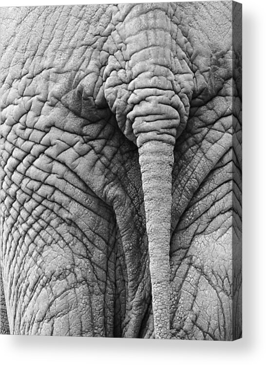 Elephant Acrylic Print featuring the photograph Back Side by Marion McCristall