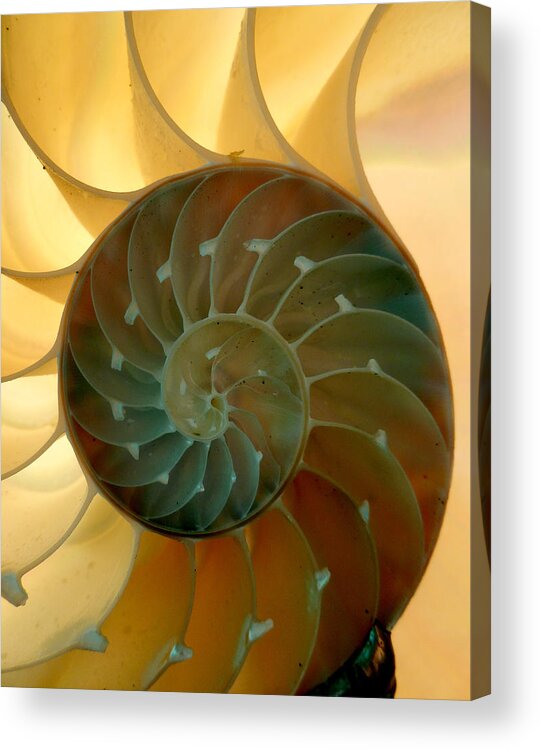 Nautilus Acrylic Print featuring the photograph Backlit Nautilus by Amelia Racca