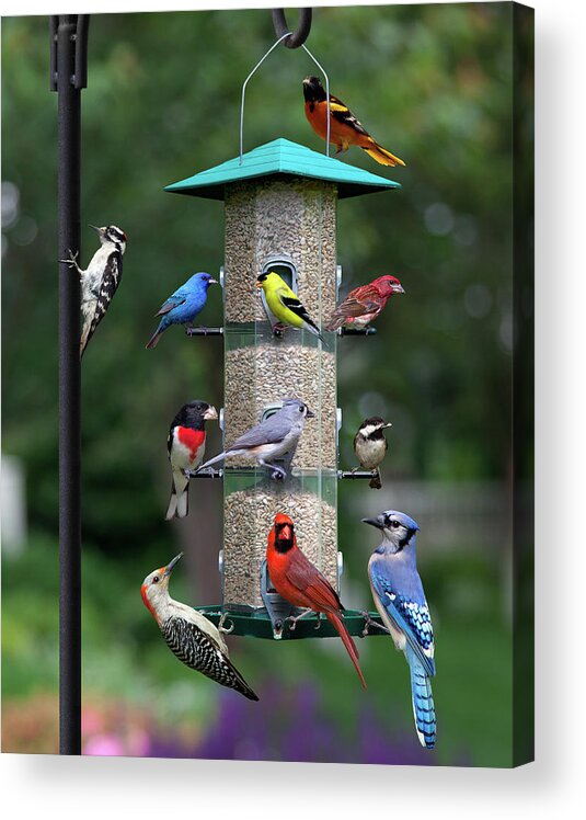 Birds Acrylic Print featuring the photograph Backyard Bird Feeder by Larry Landolfi