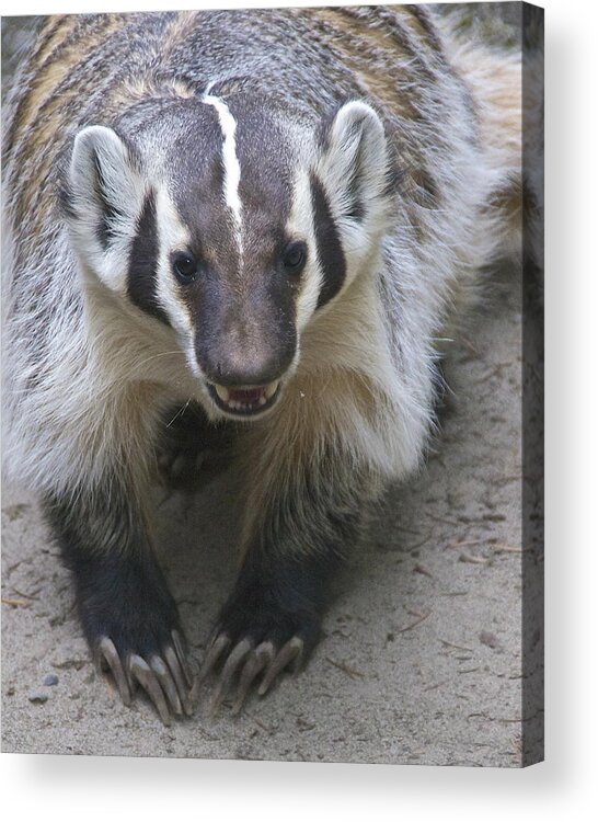 Photography Acrylic Print featuring the photograph Badgered Badger by Sean Griffin