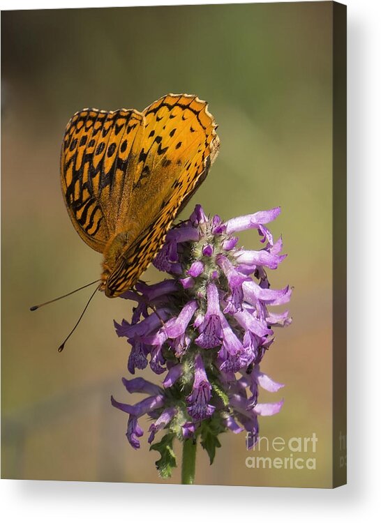 Insects Acrylic Print featuring the photograph Balance by Lili Feinstein