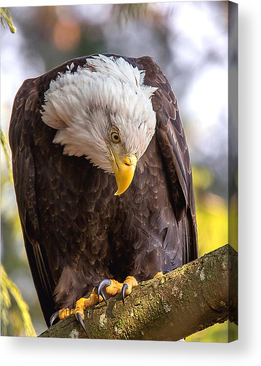 Bald Eagle Acrylic Print featuring the photograph Bald Eagle by Carl Olsen