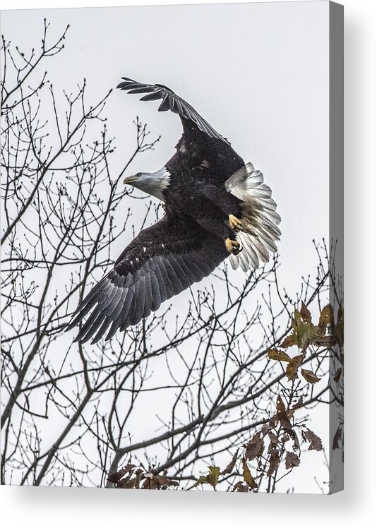 Wildlife Acrylic Print featuring the photograph Bald Eagle Flying by William Bitman