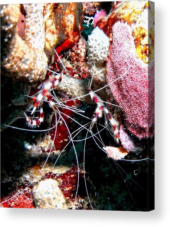 Shrimp Acrylic Print featuring the photograph Banded Coral Shrimp - Caught in the Act by Amy McDaniel