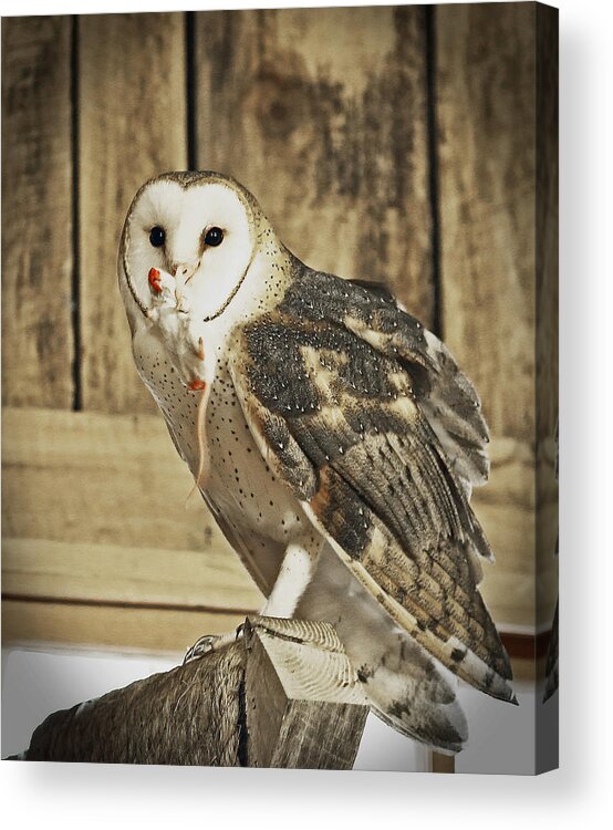 Nature Acrylic Print featuring the photograph Barn Owl Dinner by Gina Fitzhugh