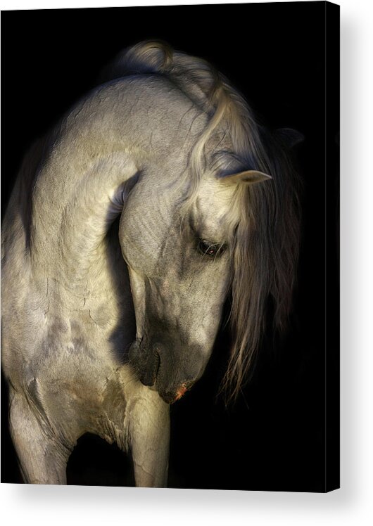 Russian Artists New Wave Acrylic Print featuring the photograph Baroque Horse Portrait by Ekaterina Druz