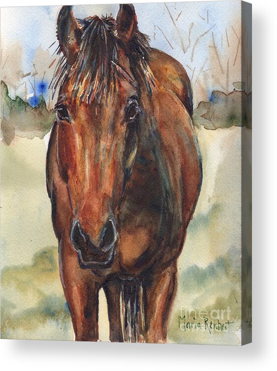 Horse Painting Acrylic Print featuring the painting Bay horse painting in watercolor by Maria Reichert