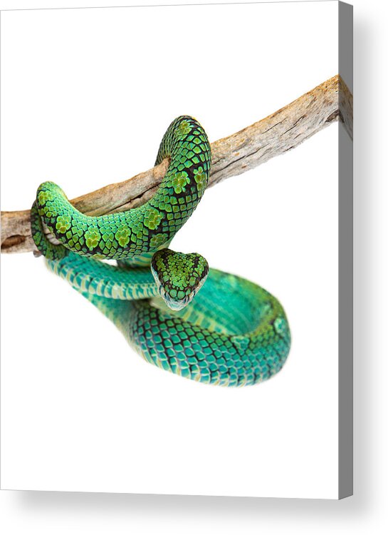 Adder Acrylic Print featuring the photograph Beautiful Sri Lankan Palm Viper by Good Focused