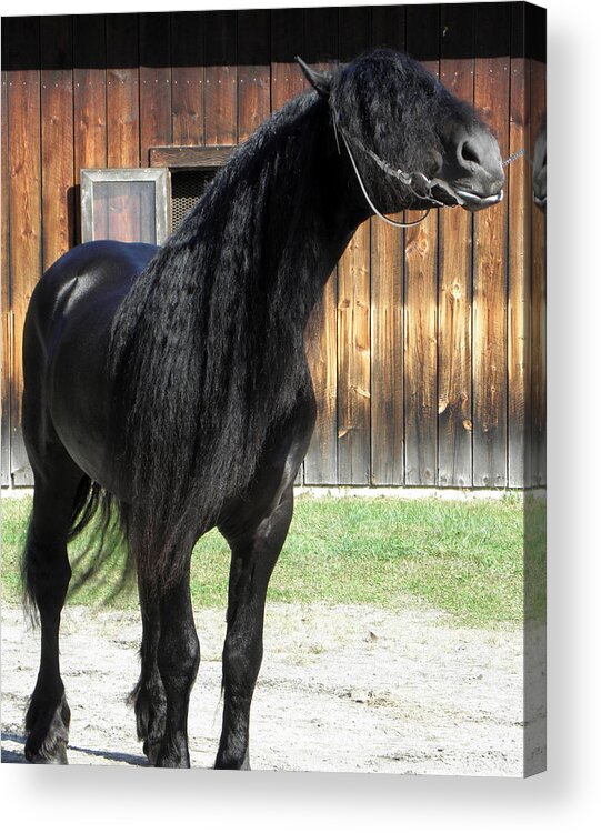 Friesian Horse Acrylic Print featuring the photograph Beauty Posing by Kim Galluzzo