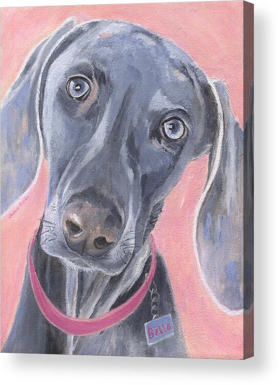 Weimaraner Acrylic Print featuring the painting Bella by Jamie Frier