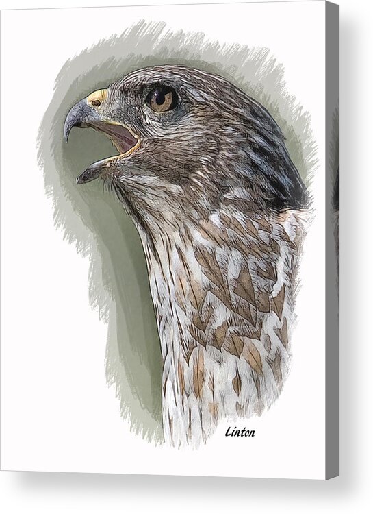 Hawk Acrylic Print featuring the digital art Bird Of Prey by Larry Linton
