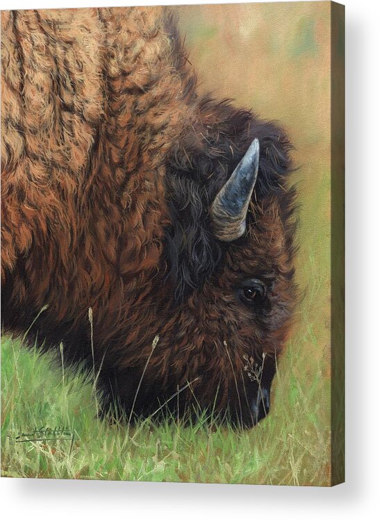 Bison Acrylic Print featuring the painting Bison Grazing by David Stribbling