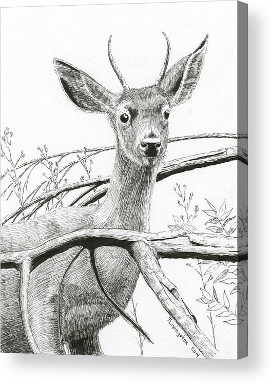 Black Tail Deer Acrylic Print featuring the drawing Black Tail Spike by Timothy Livingston