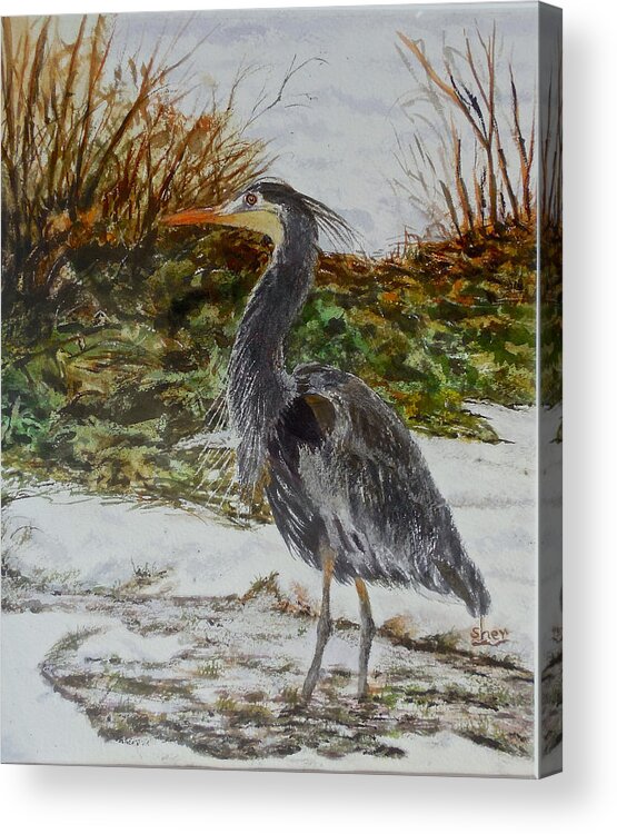 Watercolour Painting Acrylic Print featuring the painting Blue Heron by Sher Nasser