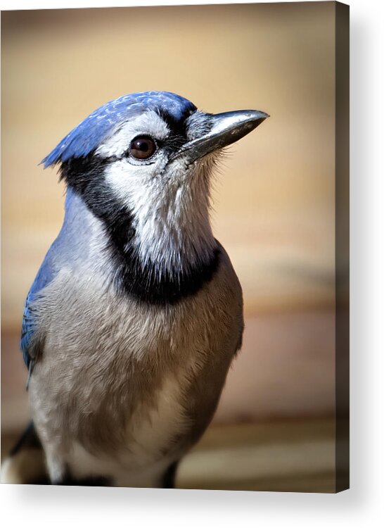 Blue Jay Acrylic Print featuring the photograph Blue Jay Portrait by Al Mueller