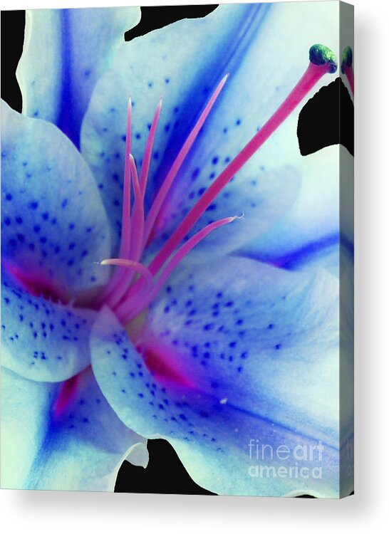 Diane Berry Acrylic Print featuring the photograph Blue Lily by Diane E Berry