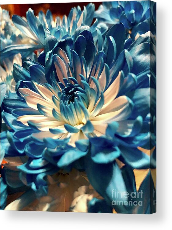 Flowers Acrylic Print featuring the photograph Blue Mum by CAC Graphics