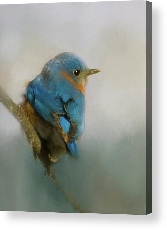 Eastern Acrylic Print featuring the photograph Bluebird by Lana Trussell
