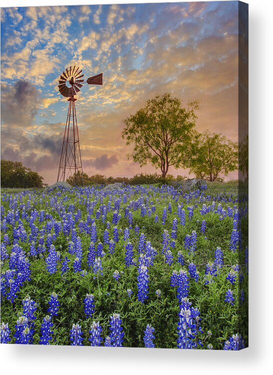 Bluebonnets Acrylic Print featuring the photograph Bluebonnets Beneath a Windmill 2 by Rob Greebon