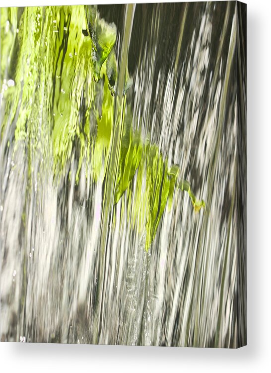 Calloway Gardens Acrylic Print featuring the photograph Branch in Fountain by Gregory Scott