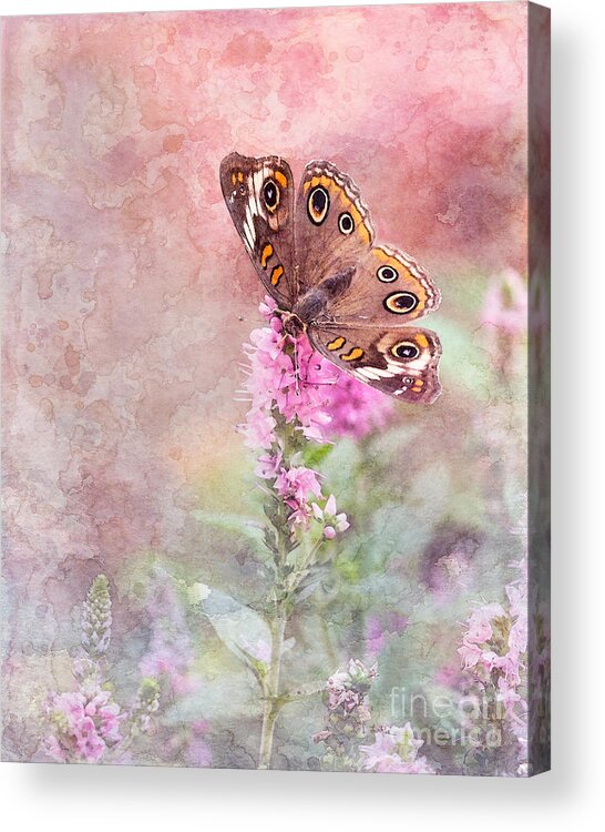 Common Buckeye Butterfly Acrylic Print featuring the photograph Buckeye Bliss by Betty LaRue