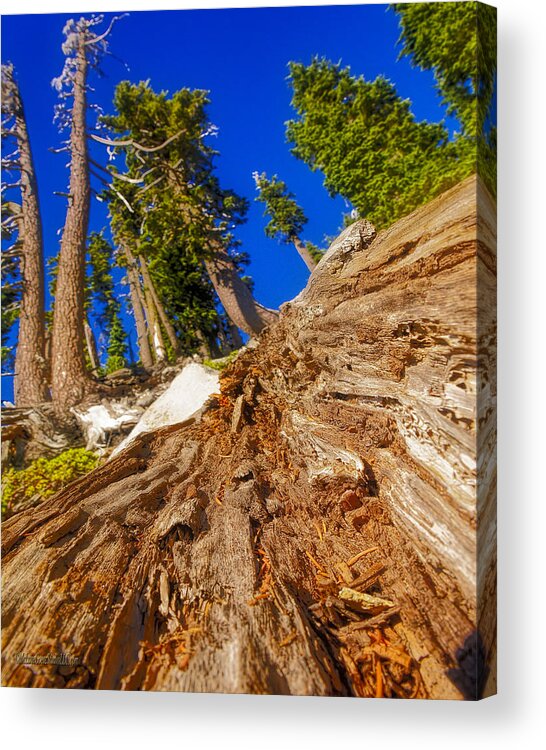 California Acrylic Print featuring the photograph BUMPASS HELL Tree Down by LeeAnn McLaneGoetz McLaneGoetzStudioLLCcom