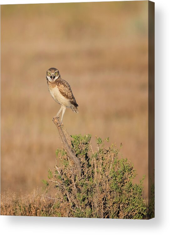 Loree Johnson Photography Acrylic Print featuring the photograph Burrowing Owl Joy by Loree Johnson