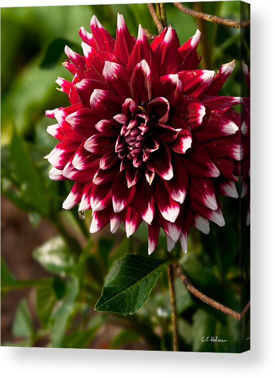 Flower Acrylic Print featuring the photograph Burst of Red by Christopher Holmes