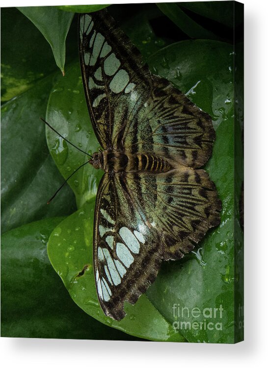 Butterfly Acrylic Print featuring the photograph Butterfly 4 by Christy Garavetto