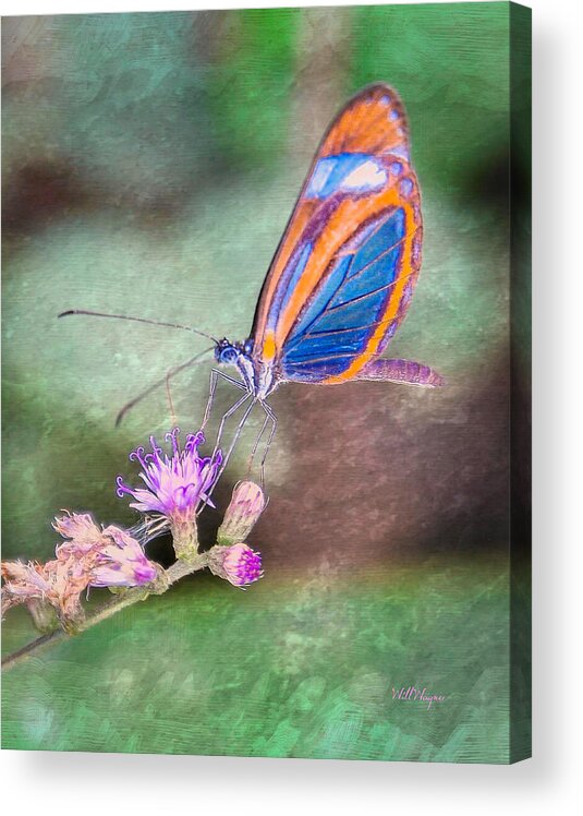 Butterfly Acrylic Print featuring the photograph Butterfly #7 by Will Wagner