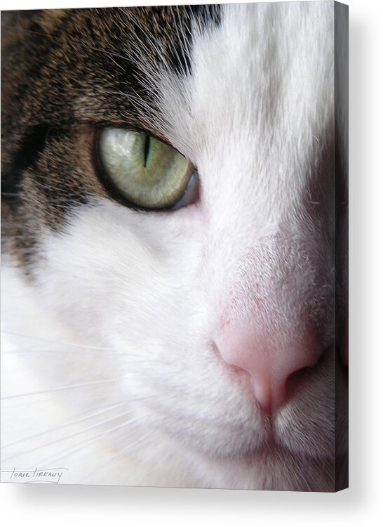 Faunagraphs Acrylic Print featuring the photograph C5 Yoshua by Torie Tiffany