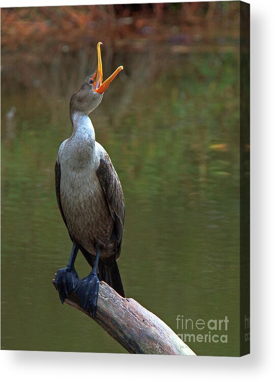 Chincoteague Acrylic Print featuring the photograph Calling at Chincoteague by Robert Pilkington