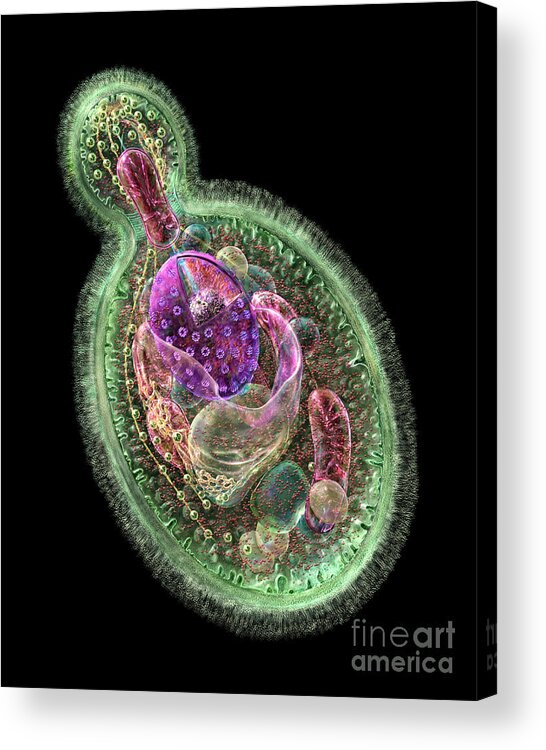 Albicans Acrylic Print featuring the digital art Candida albicans by Russell Kightley