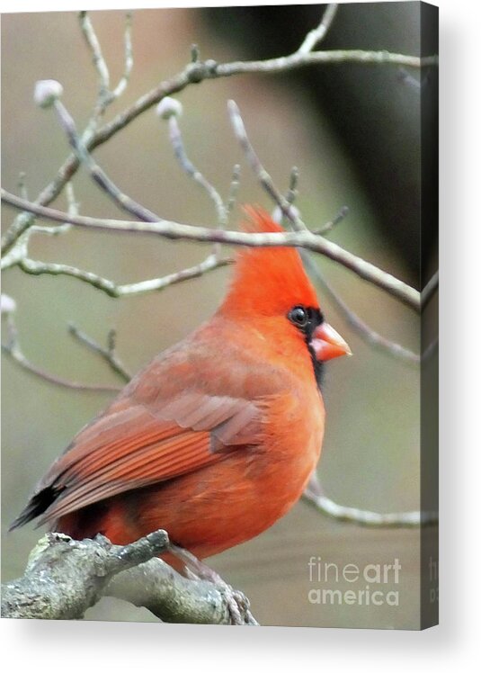 Birding Acrylic Print featuring the photograph Cardinal 58 Tanglewood by Lizi Beard-Ward
