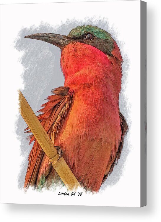 African Bee-eater Acrylic Print featuring the digital art African Carmine Bee-eater by Larry Linton