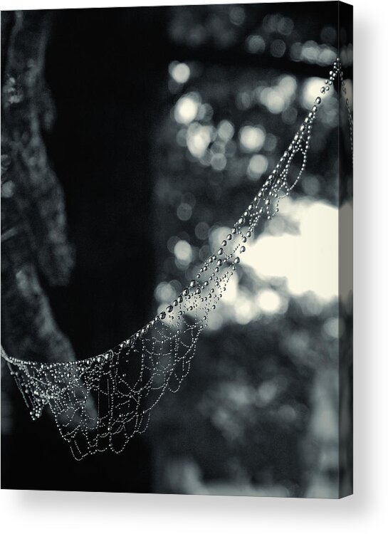 Spider Acrylic Print featuring the photograph Charlotte's Necklace by Daniel George