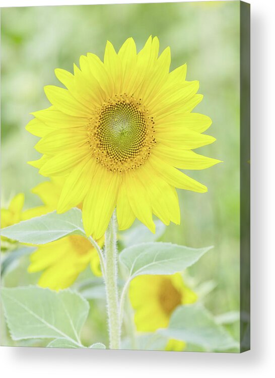 Sunflower Acrylic Print featuring the photograph Chasing the Sun by Richard Macquade