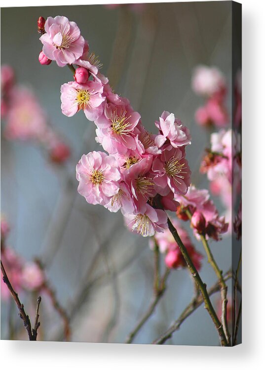 Cherry Blossoms Acrylic Print featuring the photograph Cheerful Cherry Blossoms by Living Color Photography Lorraine Lynch