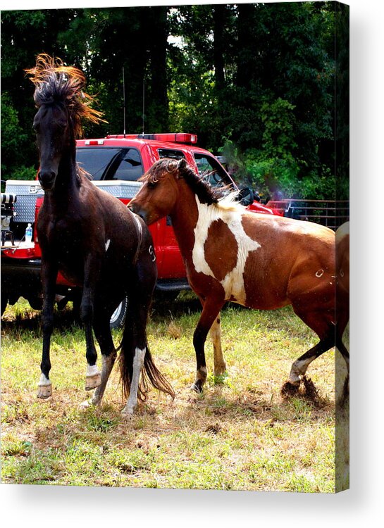 Stallions Acrylic Print featuring the photograph Chincoteague Stallions Fighting Pony Swim 2015 #1 by Katy Hawk