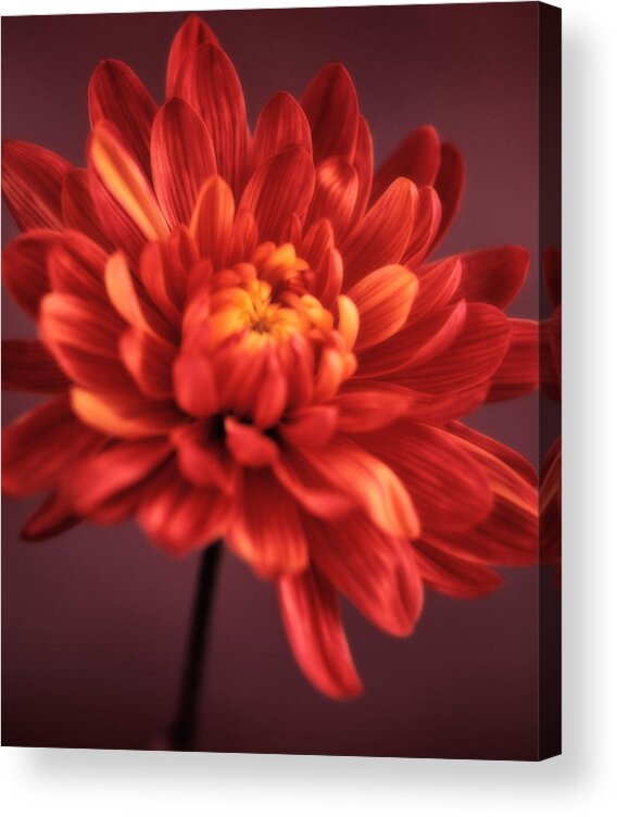 Chrysanthemum Acrylic Print featuring the photograph Chrysanthemum 7 by Joseph Gerges