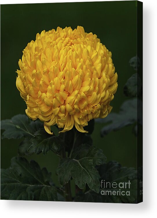 Flower Acrylic Print featuring the photograph Chrysanthemum 'Derek Bircumshaw' by Ann Jacobson