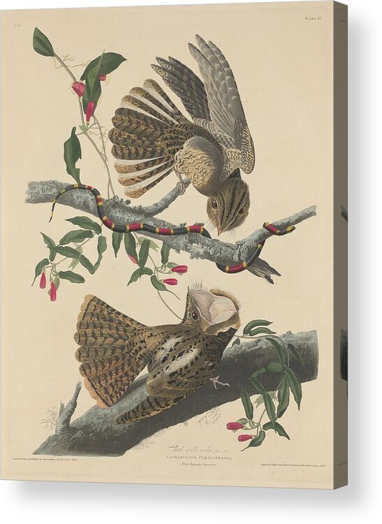 Audubon Acrylic Print featuring the drawing Chuck's Will's Widow by Dreyer Wildlife Print Collections 