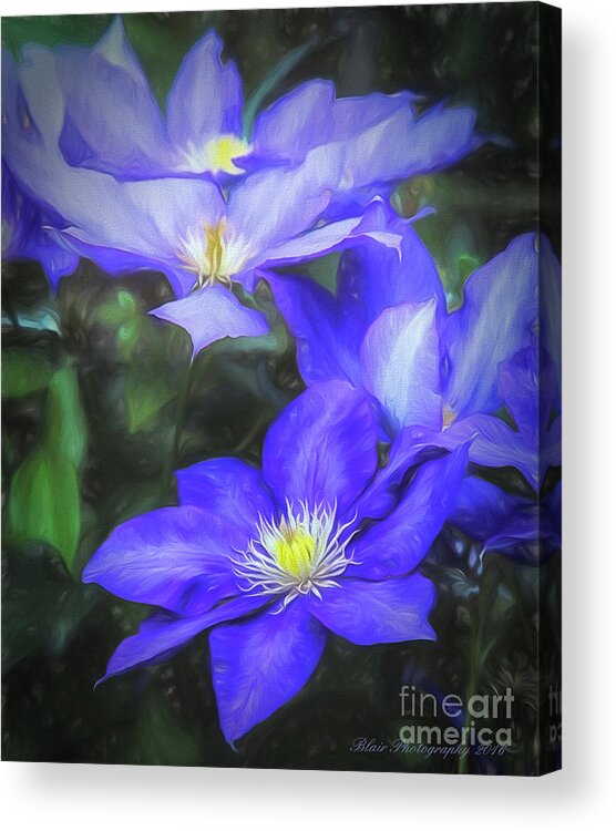 Purple Acrylic Print featuring the photograph Clematis by Linda Blair