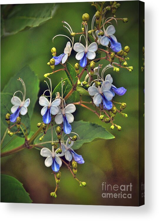 Flowers Acrylic Print featuring the photograph Clerodendrum Ugandense by Savannah Gibbs