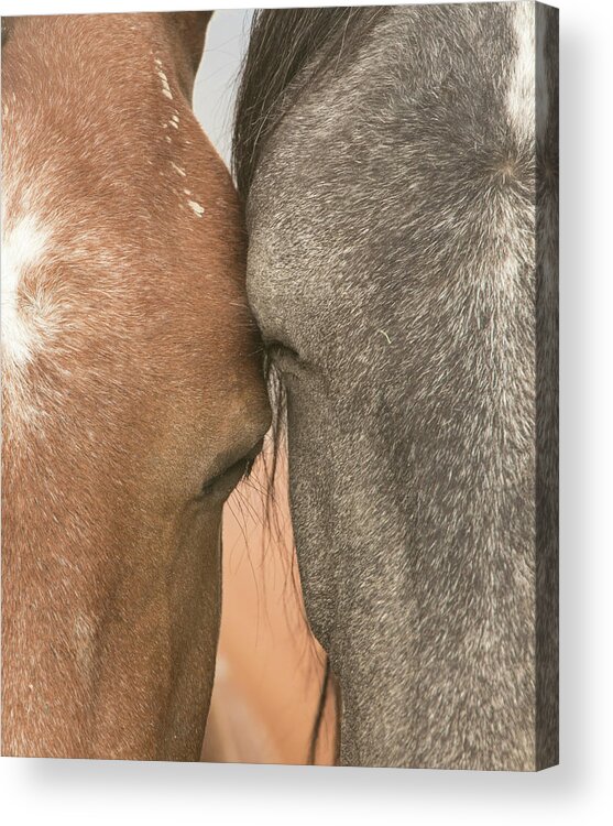 Horse Acrylic Print featuring the photograph Close Bonds by Kent Keller