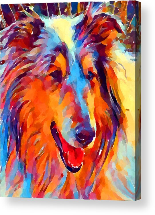 Collie Acrylic Print featuring the painting Collie Watercolor by Chris Butler