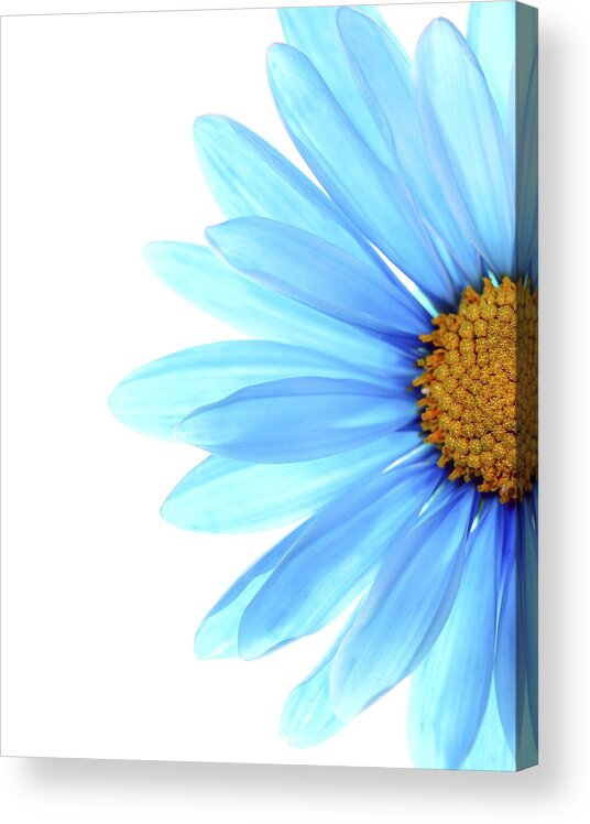 Daisy Acrylic Print featuring the photograph Color Me Blue by Rebecca Cozart